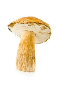 Mushroom Stock-Fotos