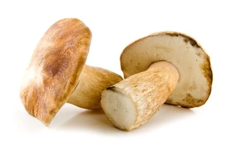 Mushroom Stock Photos