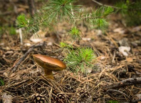Mushroom Stock Photos