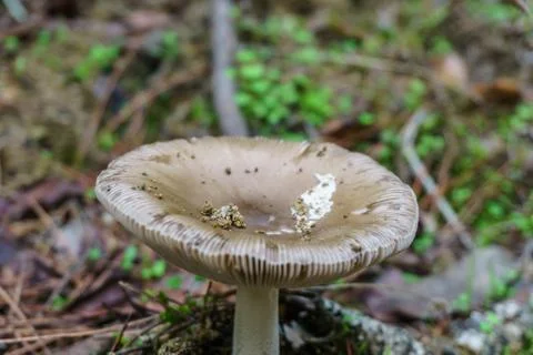 Mushroom Stock Photos