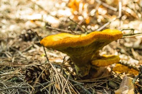 Mushroom Foto stock