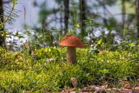 Mushroom Foto stock