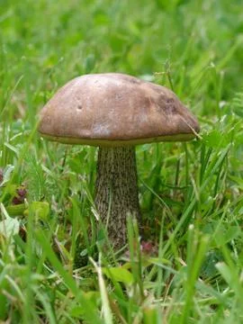 Mushroom Stock Photos