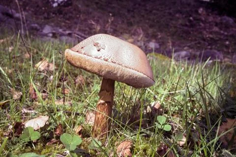 Mushroom Stock Photos