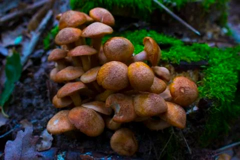 Mushroom Stock Photos