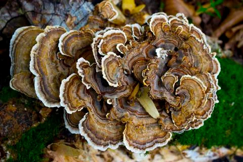 Mushroom Stock Photos