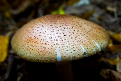 Mushroom Stock Photos