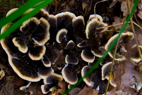 Mushroom Stock Photos