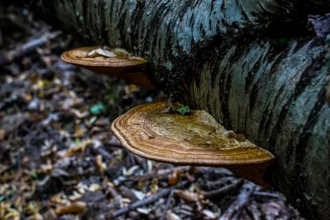 Mushroom Foto stock