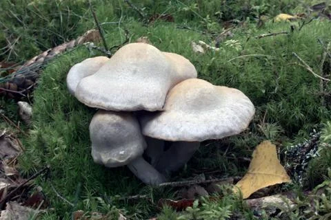 Mushroom Stock Photos