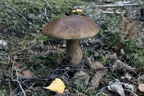 Mushroom Foto stock