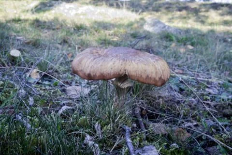 Mushroom Stock Photos