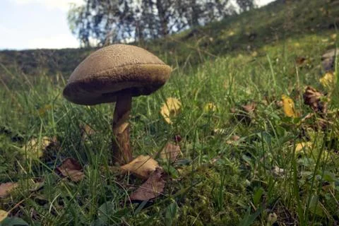 Mushroom Stock Photos