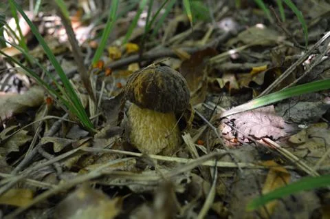 Mushroom Stock Photos