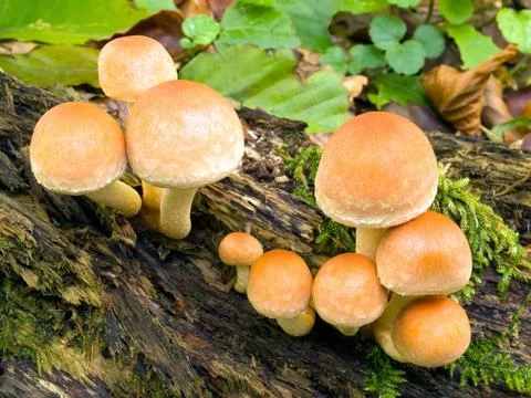 Mushroom. Stock Photos