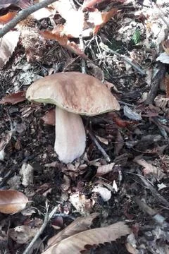 Mushroom Stock Photos