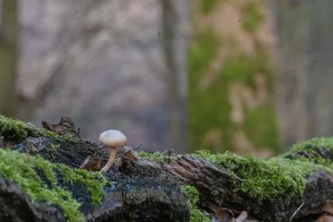 Mushroom Stockfoto's