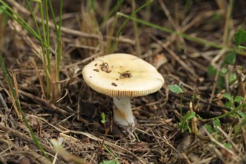 Mushroom Stock Photos