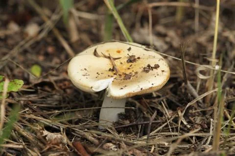 Mushroom Stock Photos
