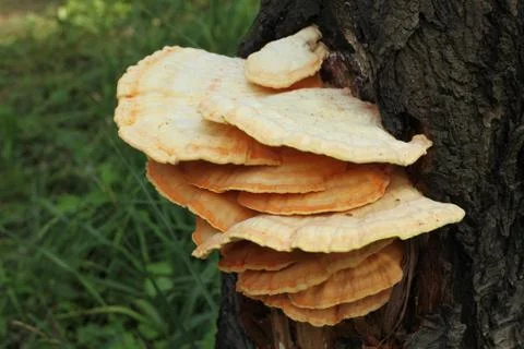 Mushroom Stock Photos