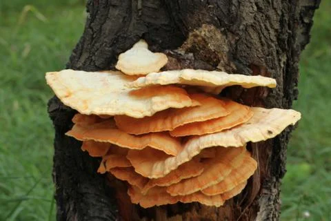 Mushroom Stock Photos