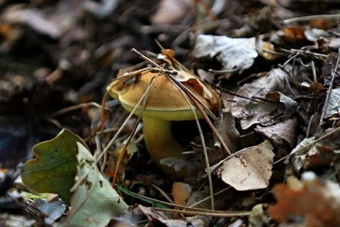 Mushroom Stock Photos
