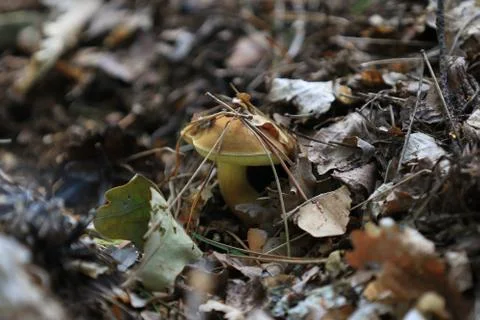 Mushroom Stock Photos