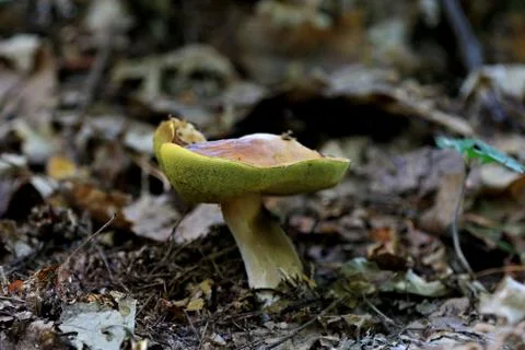 Mushroom Stock Photos