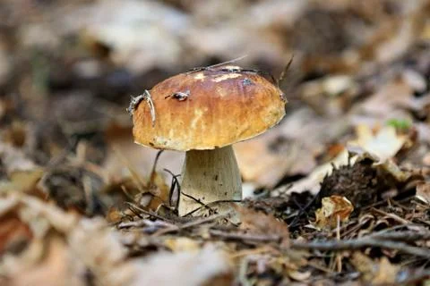Mushroom Stock Photos