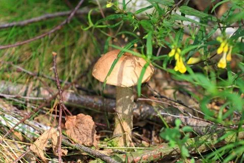 Mushroom Stock Photos