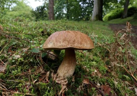 Mushroom Stock Photos