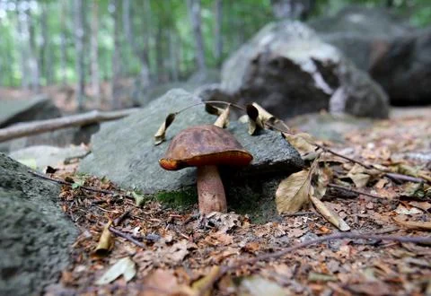 Mushroom Stock Photos