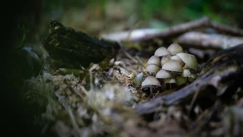 Mushroom 스톡 사진