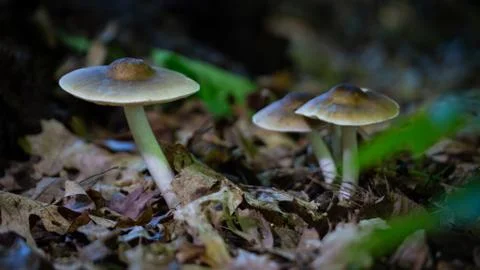 Mushroom 스톡 사진