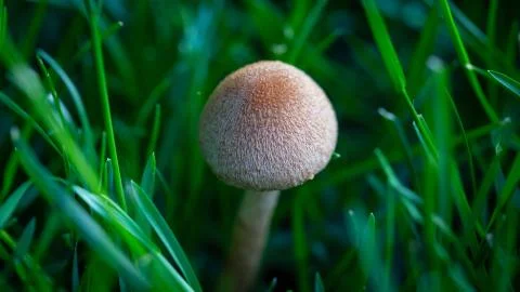 Mushroom 스톡 사진