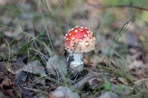 Mushroom 写真素材