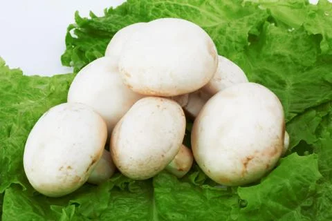 Mushroom Stock Photos