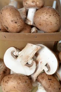 Mushroom Stock Photos