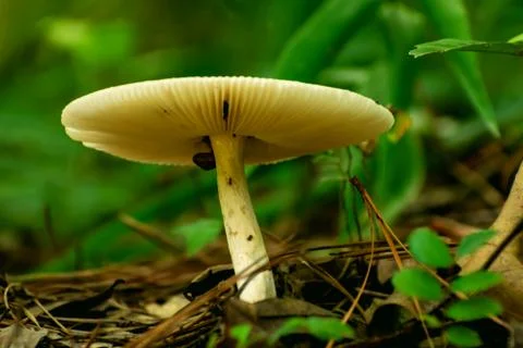 Mushroom 库存照片