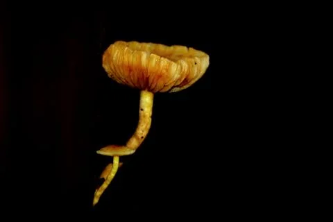Mushroom Stock Photos