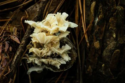 Mushroom 库存照片