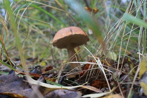 Mushroom Stock Photos