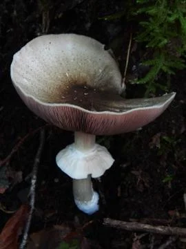 Mushroom Fotos de archivo