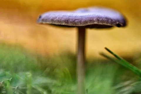 Mushroom Stock Photos