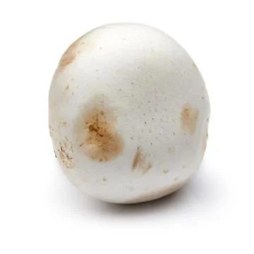 Mushroom Stock Photos