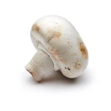 Mushroom Stock Photos