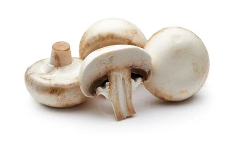 Mushroom Stock Photos