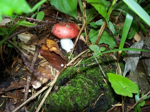 Mushroom Stockfoto's