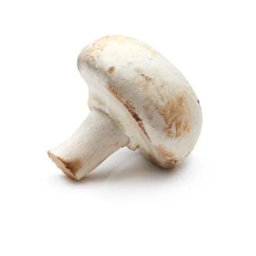 Mushroom Stock Photos