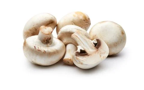 Mushroom Stock Photos